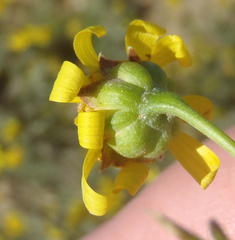 Euryops subcarnosus subcarnosus