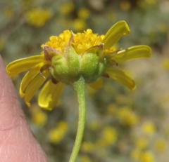 Euryops subcarnosus subcarnosus