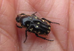 Cymophorus