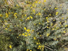 Euryops subcarnosus subcarnosus