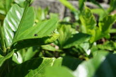 Cephonodes hylas