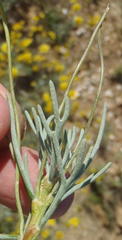 Euryops subcarnosus subcarnosus