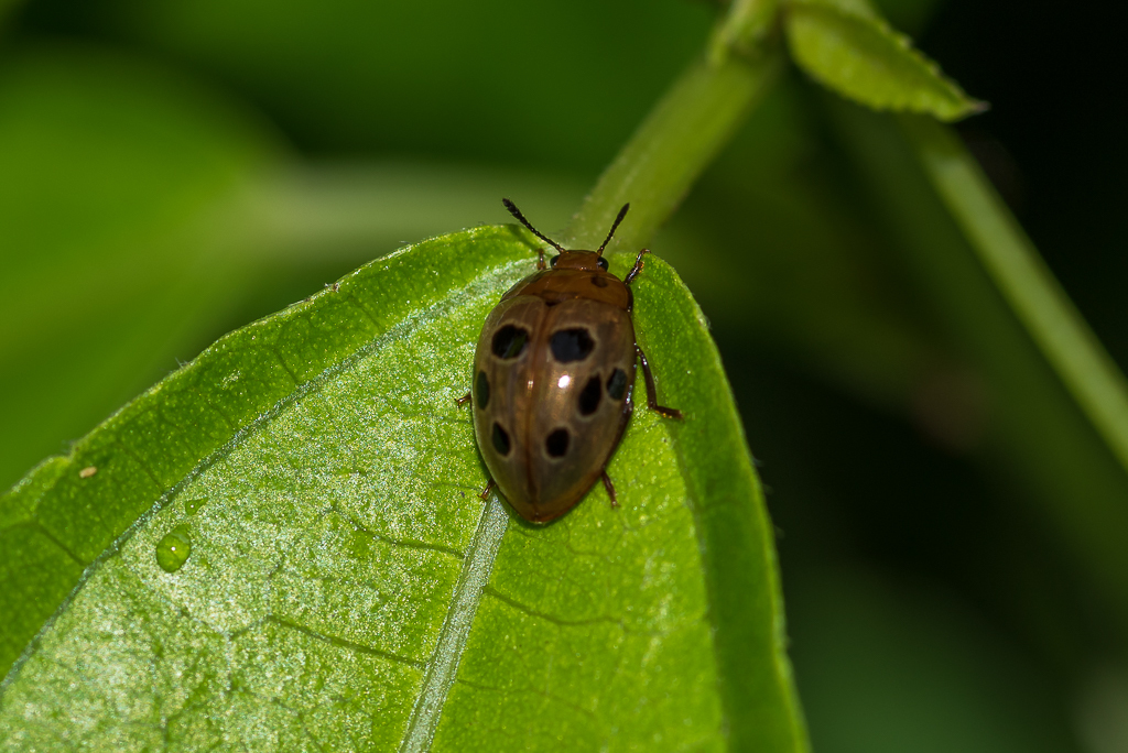Iphiclus tetrastictus