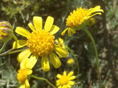 Euryops subcarnosus subcarnosus
