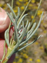 Euryops subcarnosus subcarnosus