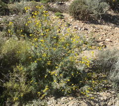 Euryops subcarnosus subcarnosus
