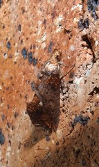 Plusiodonta arctipennis