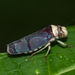 Pseudometopia phalaesia - Photo (c) danielblanco521, some rights reserved (CC BY-NC)