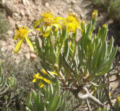 Senecio cotyledonis