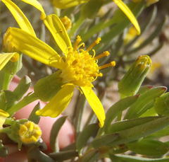 Senecio cotyledonis