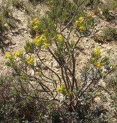 Senecio cotyledonis
