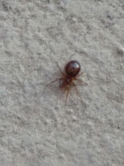 Steatoda