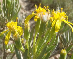 Senecio cotyledonis