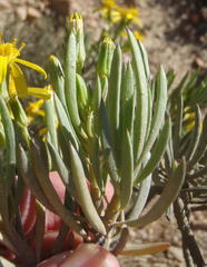 Senecio cotyledonis