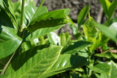 Cephonodes hylas