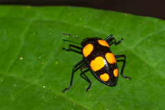 Scaphidomorphus bosci