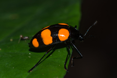 Scaphidomorphus bosci