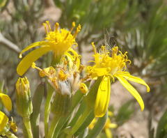 Senecio cotyledonis