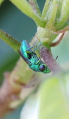 Trichrysis