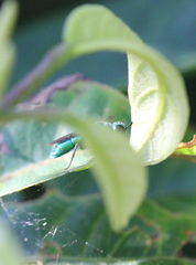 Trichrysis