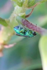 Trichrysis
