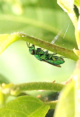 Trichrysis