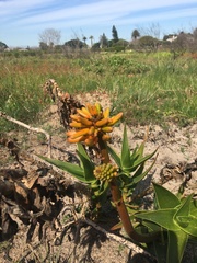 Aloiampelos commixta