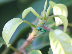 Trichrysis