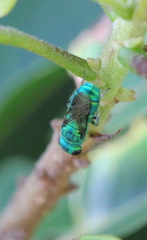 Trichrysis