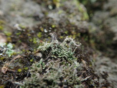 Cladonia imbricata