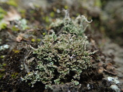 Cladonia imbricata