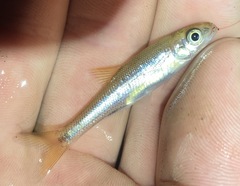 Clinostomus funduloides