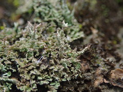 Cladonia imbricata