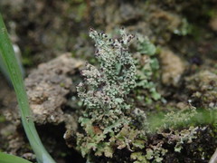 Cladonia imbricata