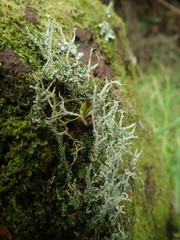 Cladonia darwinii