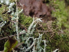 Cladonia darwinii