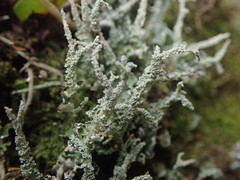 Cladonia darwinii