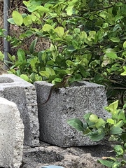 Anolis bimaculatus