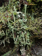 Cladonia enantia