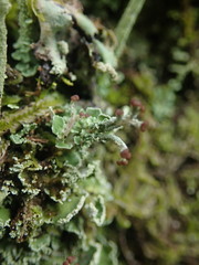 Cladonia enantia