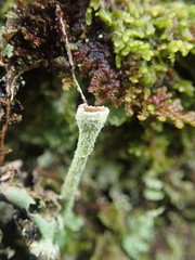 Cladonia glebosa