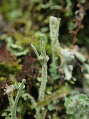 Cladonia glebosa
