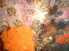 Callopatiria formosa