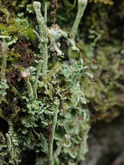 Cladonia glebosa