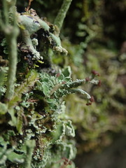 Cladonia enantia