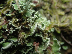 Cladonia enantia