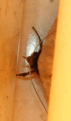 Hypanua