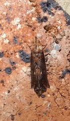Plusiodonta arctipennis