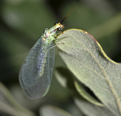 Chrysopa coloradensis