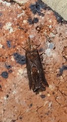 Plusiodonta arctipennis